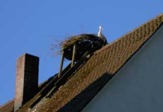 Ein Storch zu Gast in Auhausen