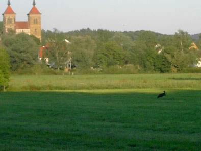 Ein Storch zu Gast in Auhausen