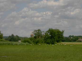 Ein Storch zu Gast in Auhausen